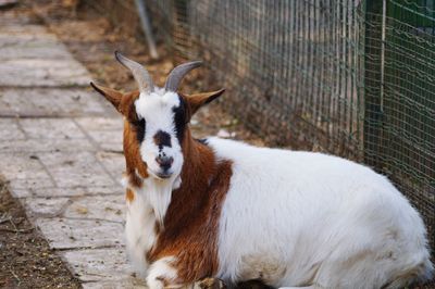 Goat standing in a zoo