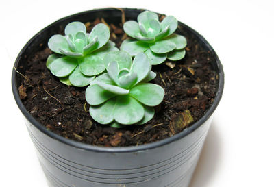 Close-up of plants growing in potted plant