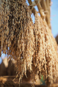 Close-up of dried plant