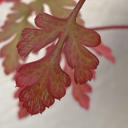 Close-up of water drops on red flower