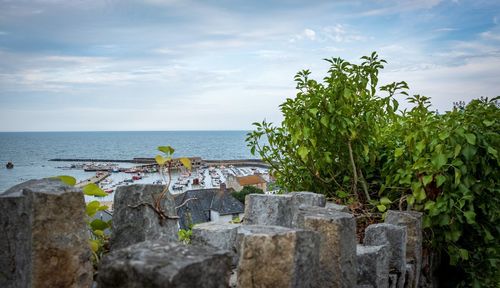 Plants by sea against sky