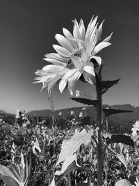 Close-up of flowering plant on field against sky