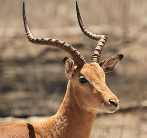 Close-up of deer