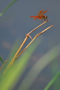 Close-up of insect on plant