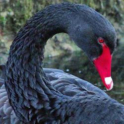 Close-up of bird