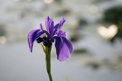 Close-up of purple iris blooming outdoors