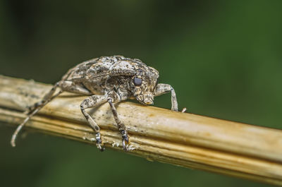 Close-up of insect on plant