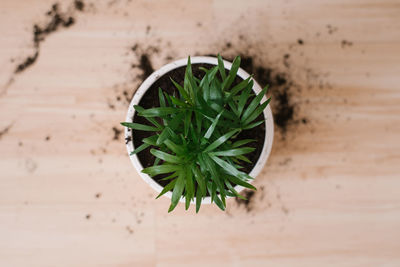 House plant bamboo palm hamedorea in a pot in the process of transplanting, top view