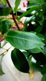 Close-up of leaves