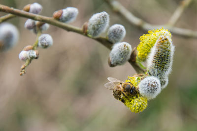 Close-up of bee pollinating on flower