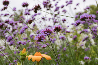 Close-up of purple flowering plants on field