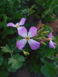 Close-up of purple flowers blooming outdoors