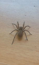 High angle view of spider on wood