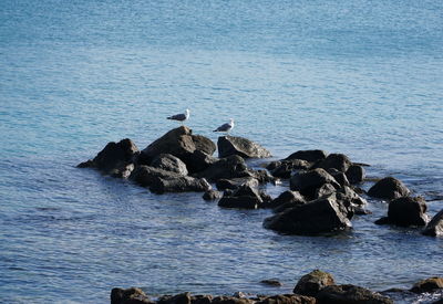 Birds on rocks