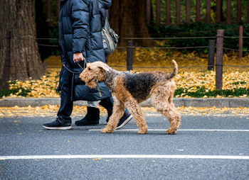 Low section of man with dog walking on road