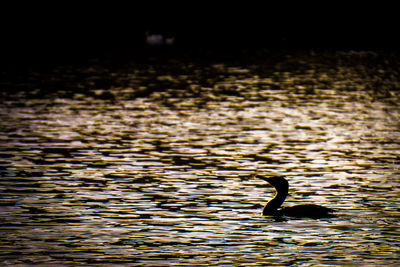 Bird swimming in lake