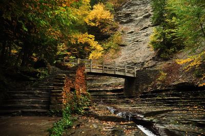 Footpath in forest