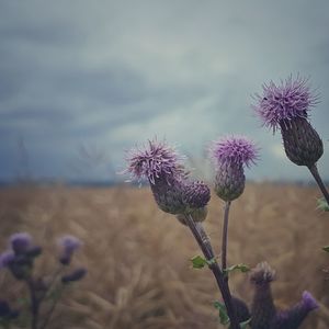 Close-up of purple thistle flowers on field