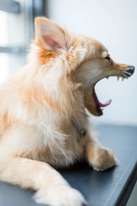 Close-up of a dog yawning