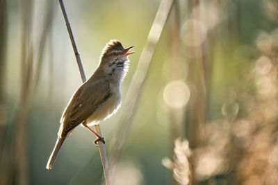 Close-up of a bird