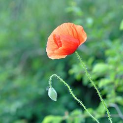 Close-up of red poppy flower