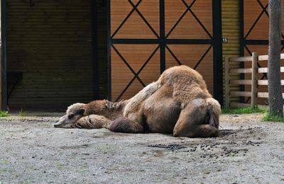 Lion relaxing in a zoo