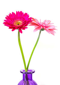 Close-up of pink flowers against white background