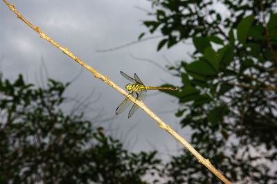 Close-up of damselfly perching on branch
