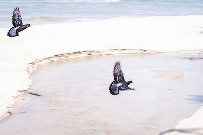 Pigeons flying at beach