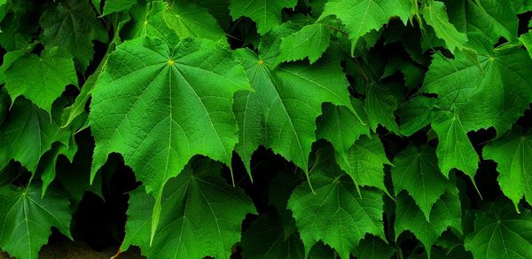 Full frame shot of fresh green leaves