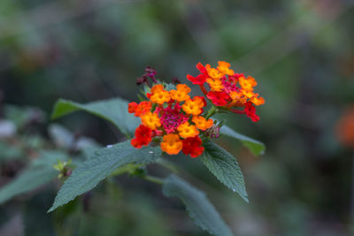 Close-up of orange flowering plant