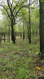 Trees in forest