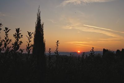 Silhouette trees on field against sky during sunset