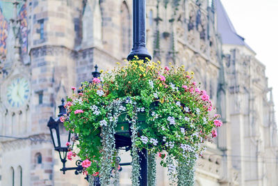 Flowers blooming in city