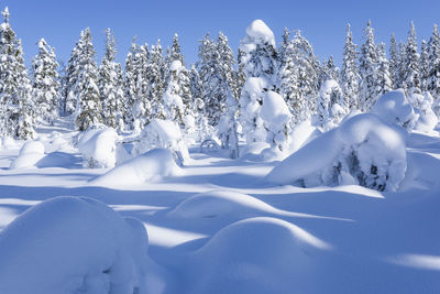 Snow covered trees against blue sky