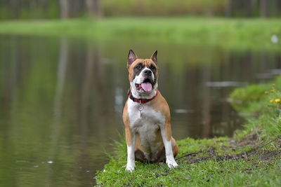 Dog running in grass