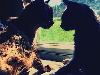 Cat looking through window