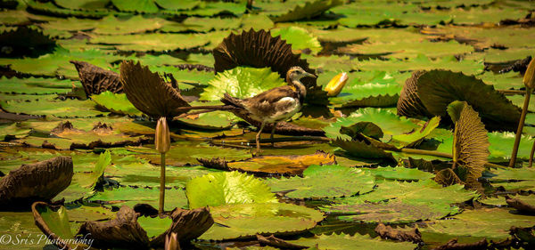 Close-up of bird on lily pads