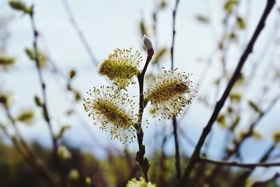 Close-up of flowers