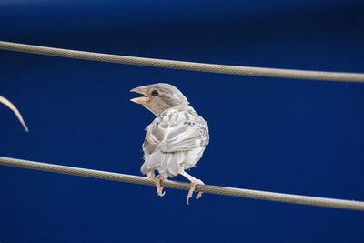 Close-up of sparrow on cable against blue sky