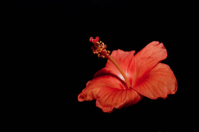 Close-up of red hibiscus flower against black background