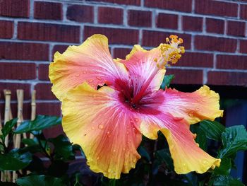 Close-up of yellow hibiscus blooming outdoors