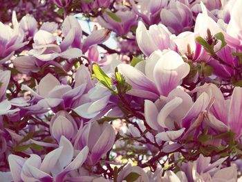 Close-up of pink flowers