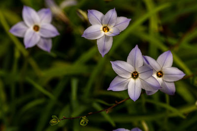 Close-up of purple flowering plant