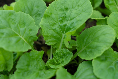 Close-up of green leaves