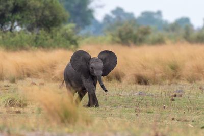 View of an animal on land