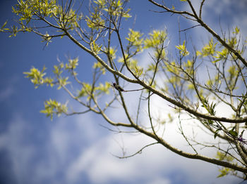 Low angle view of tree against sky