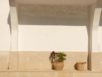 Potted plant on floor against wall