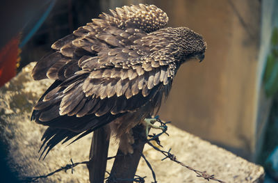 Indian black kite bird,  expanding its wings before taking a flight.