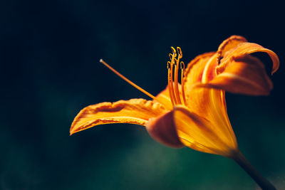 Close-up of yellow flower